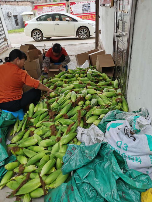 農產品開啟云銷售模式，助力戰疫扶貧攻堅